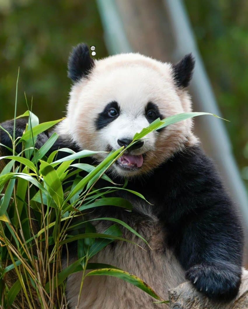 러심후난 (러바오 심은 데 후이바오 난다)🐼 | 인스티즈