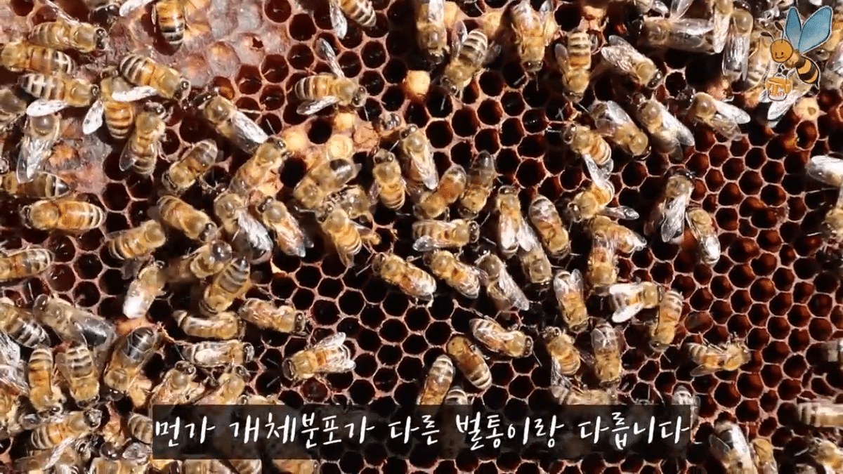 여왕벌 행세를 하는 일벌이 있다? | 인스티즈