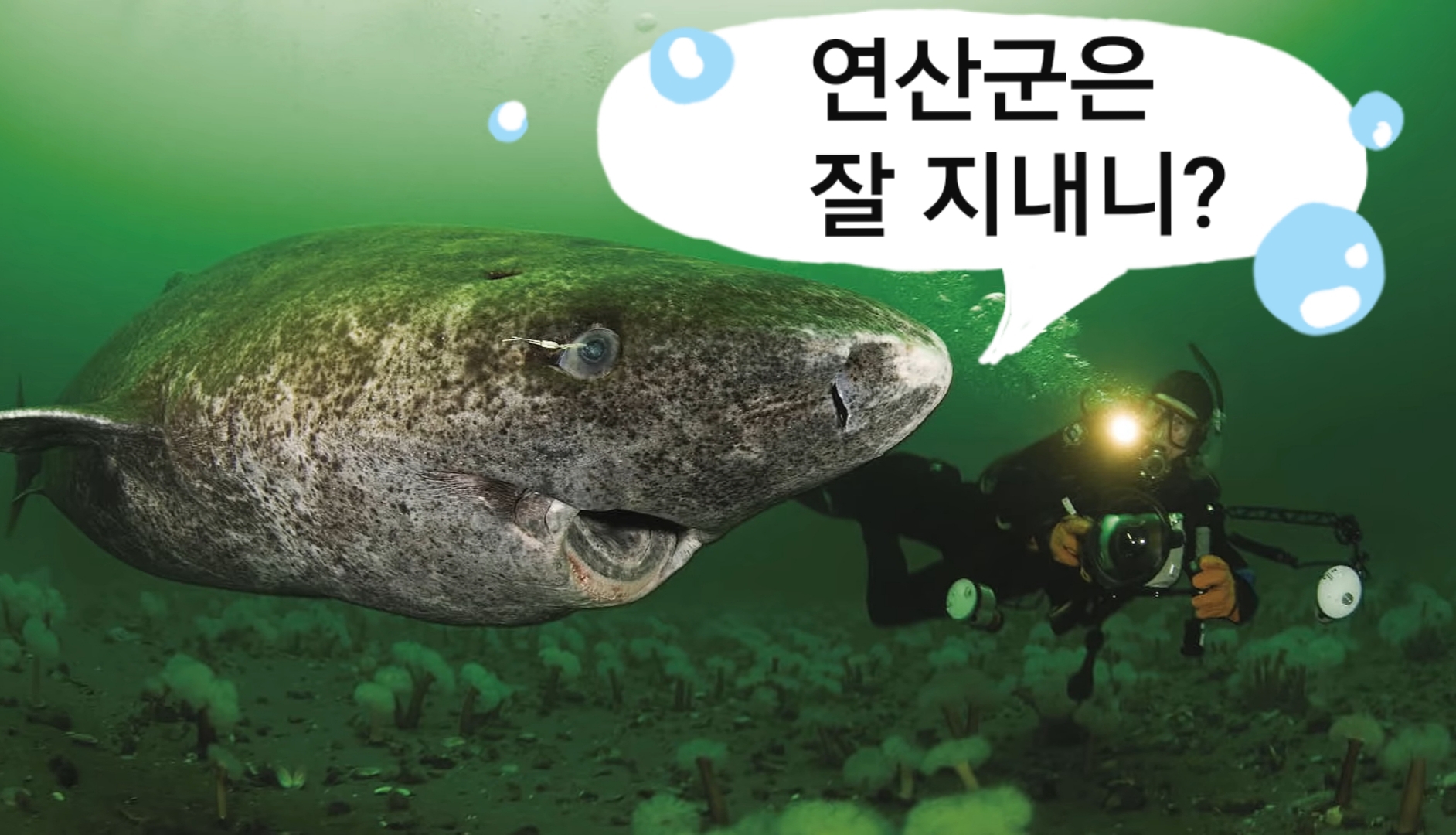 🦈 태어나고 무려 150년 지나서야 첫 짝짓기 하는 동물 | 인스티즈
