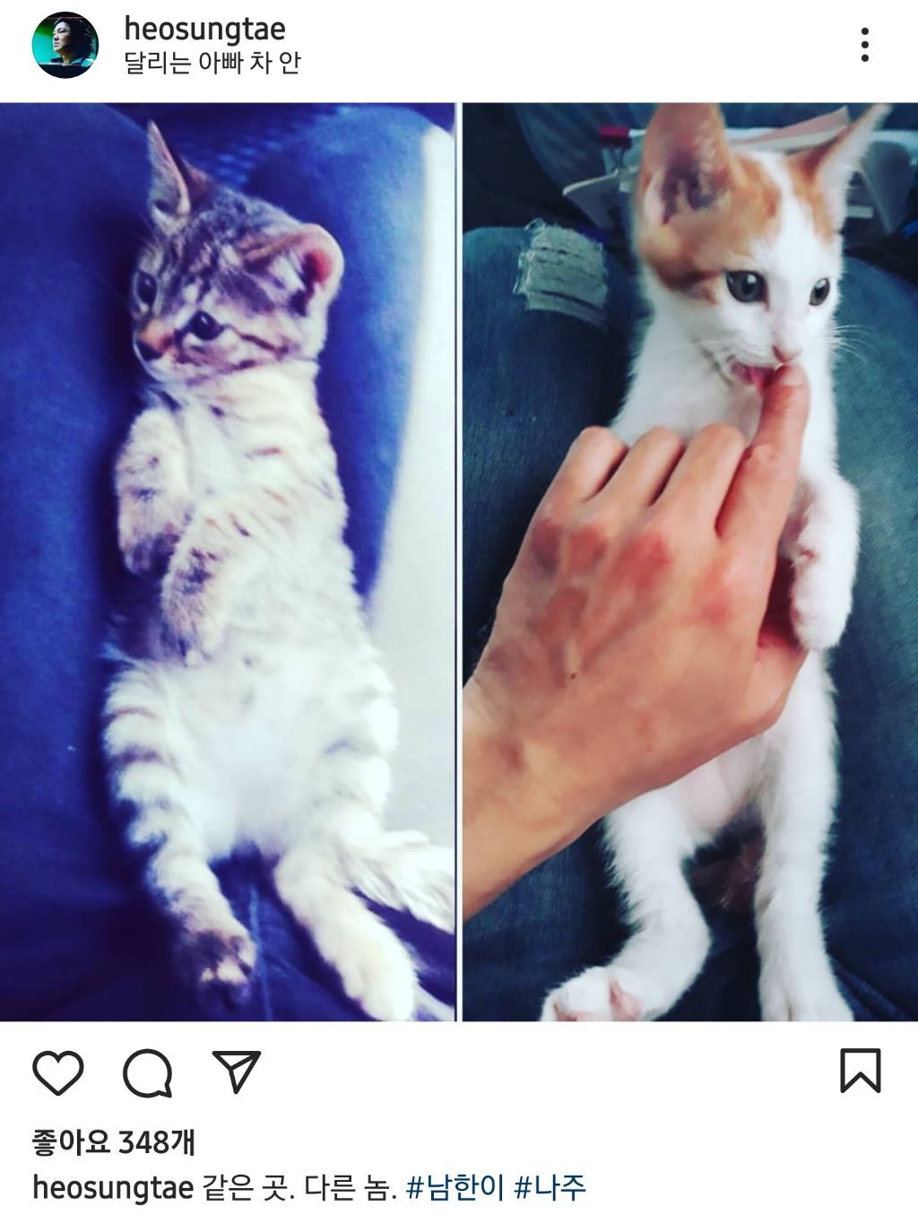 배우 허성태네 고양이들 | 인스티즈