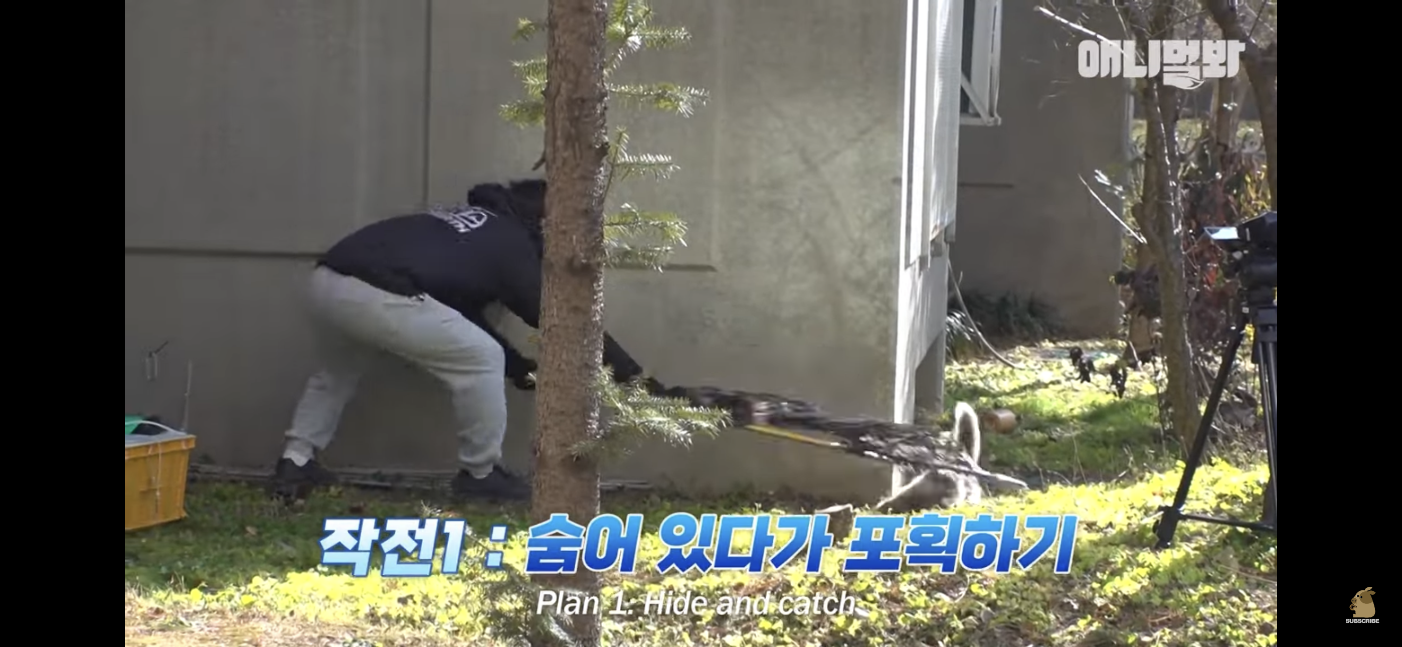 경기도 김포시 마송 휴먼시아 10단지 아파트내에 집단으로 유기된 노르웨이숲 고양이 | 인스티즈