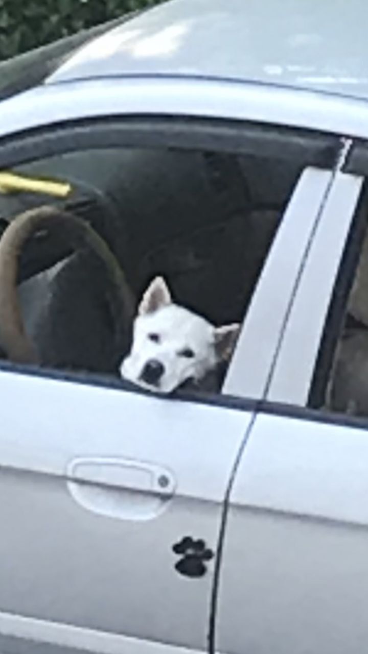 우리집 개 자는거 보실분? | 인스티즈