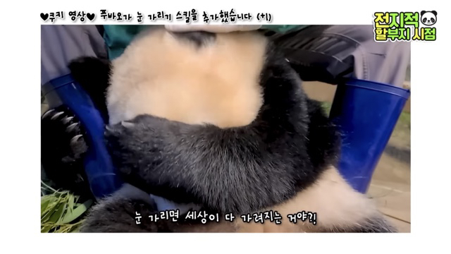 푸바오가 눈 가리기 스킬을 추가했습니다(+1)🐼 | 인스티즈