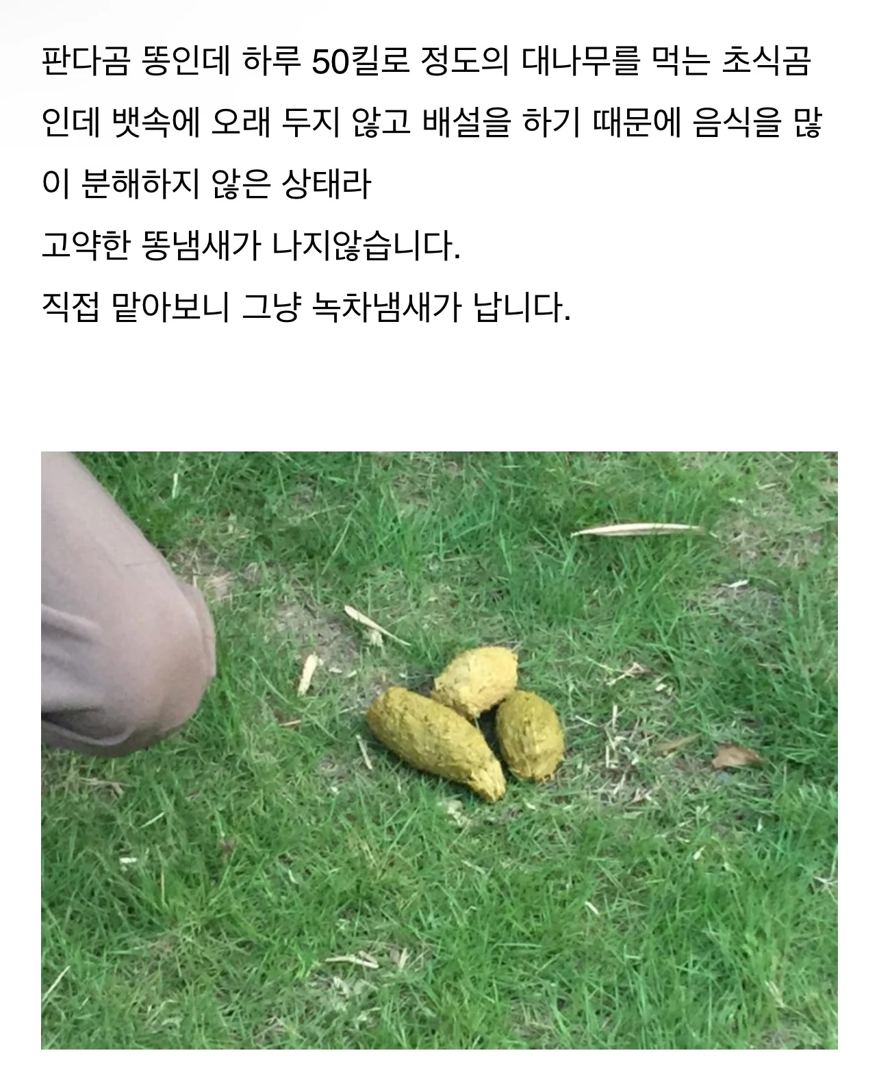 죽순 먹으면서 똥싸는 푸바오ㅋㅋㅋㅋㅋㅋㅋㅋㅋㅋ - 악플달면 쩌리쩌려버려 - ＊여성시대＊ 차분한 20대들의 알흠다운 공간