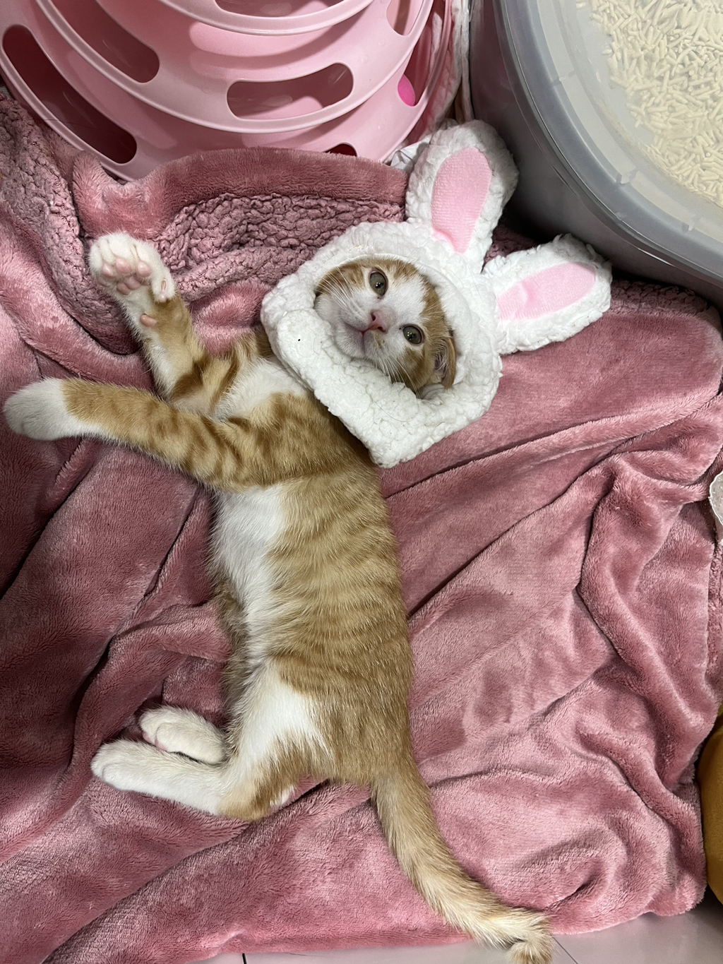 (입홍) 😻 난 진짜 태어나서 이렇게 예쁜 치즈냥이 본 적 없어 😻 | 인스티즈
