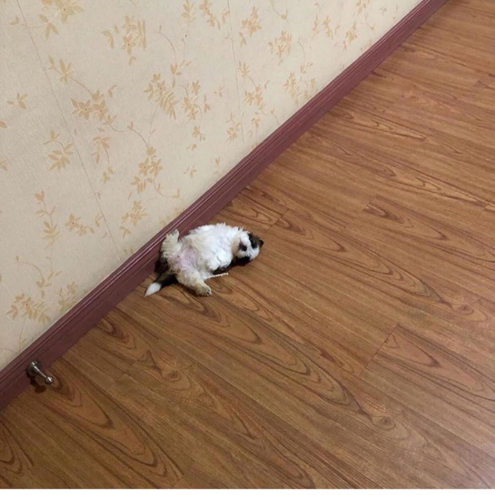 b54ebcbc9a1d3d1c7ce83262cfa789fdd364019b