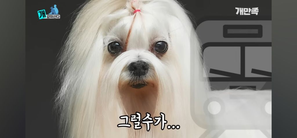 어느 수의사가 고백하지 못한 출생의 비밀 | 인스티즈