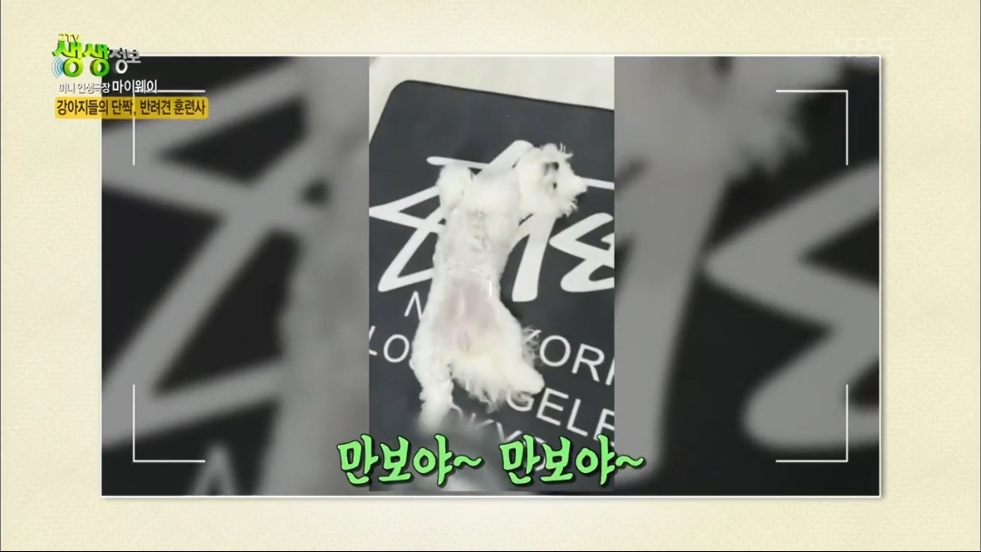 강아지 유치원.jpg | 인스티즈