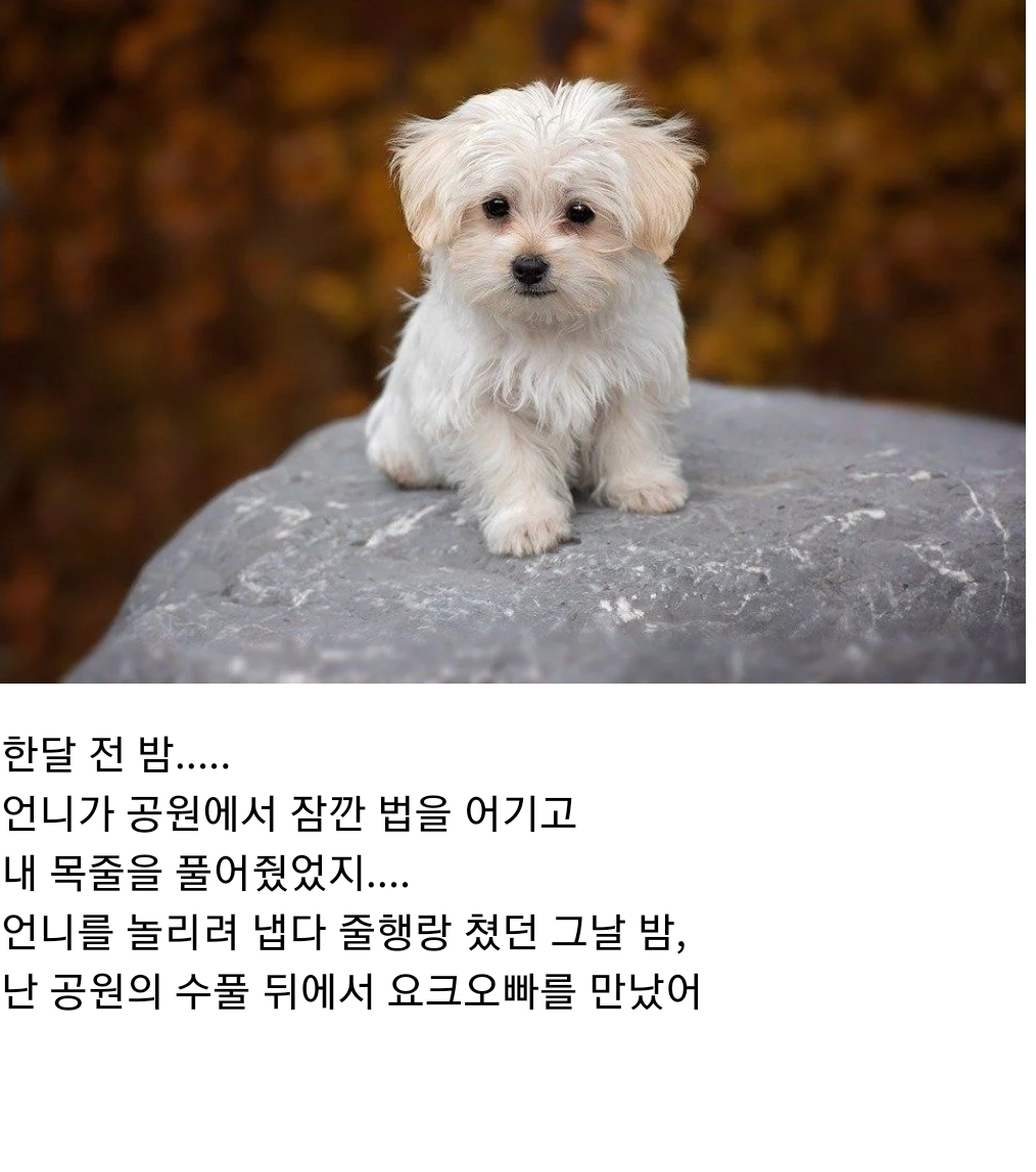 언니 나 사랑하는 개가 생겼어... 그 오빠랑 결혼하고 싶어 - 악플달면... 알흠다운 공간 언니 나 사랑하는 개가 생겼어... 그 오빠랑 결혼하고 싶어