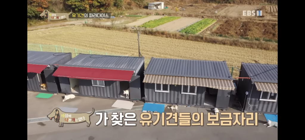 [세상에나쁜개는없다] 유기견의 파라다이스 | 인스티즈