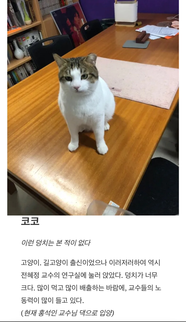 "차에 고양이 들어있음" 쪽지에 우르르 몰려나온 교수님들, 그 이후 | 인스티즈
