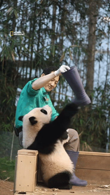 후이바오🐼 킹받게 놀리는 송바오 | 인스티즈