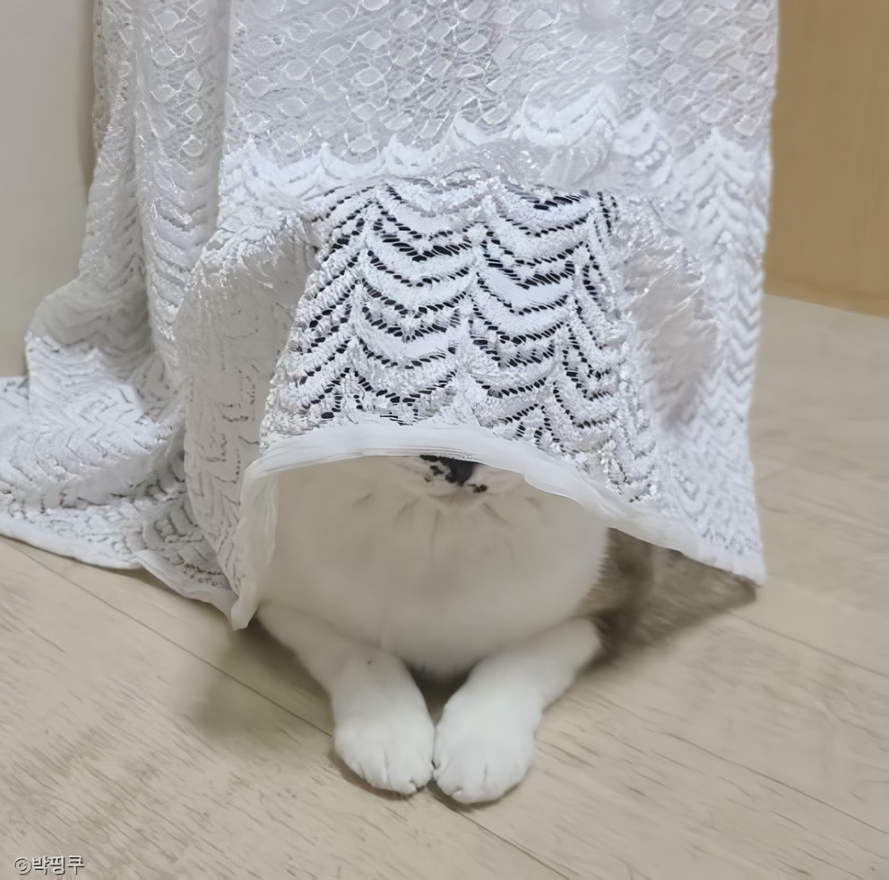 고양이들 자기 못 찾는 거 너무 좋아하더라 | 인스티즈