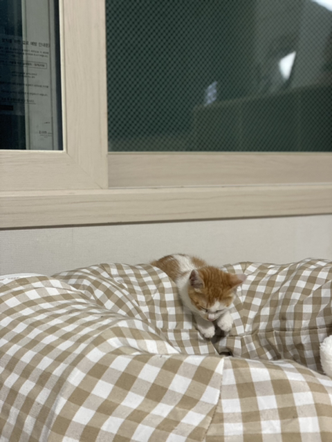 냥줍한지 한달 된 우리 고양이 보고가~!~! | 인스티즈