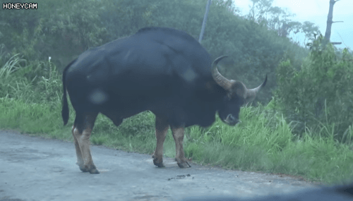 실제로 보면 개쩌는 무스 크기.wow | 인스티즈