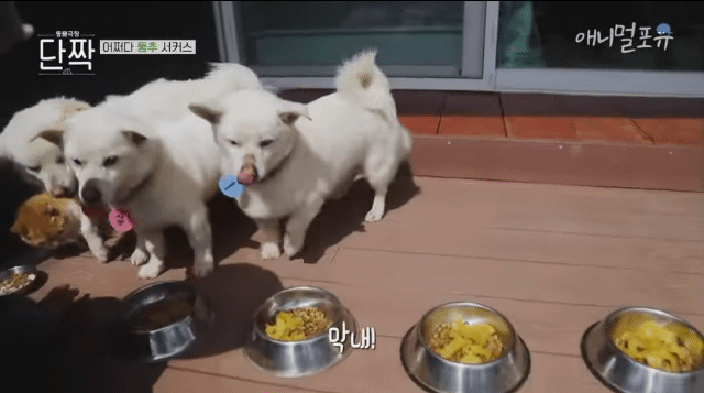 겁나 재밌게 사는 할아버지와 냥댕이들ㅋㅋㅋ.gif | 인스티즈