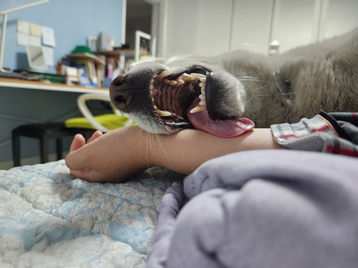 우리집 개 자는거 보실분? | 인스티즈