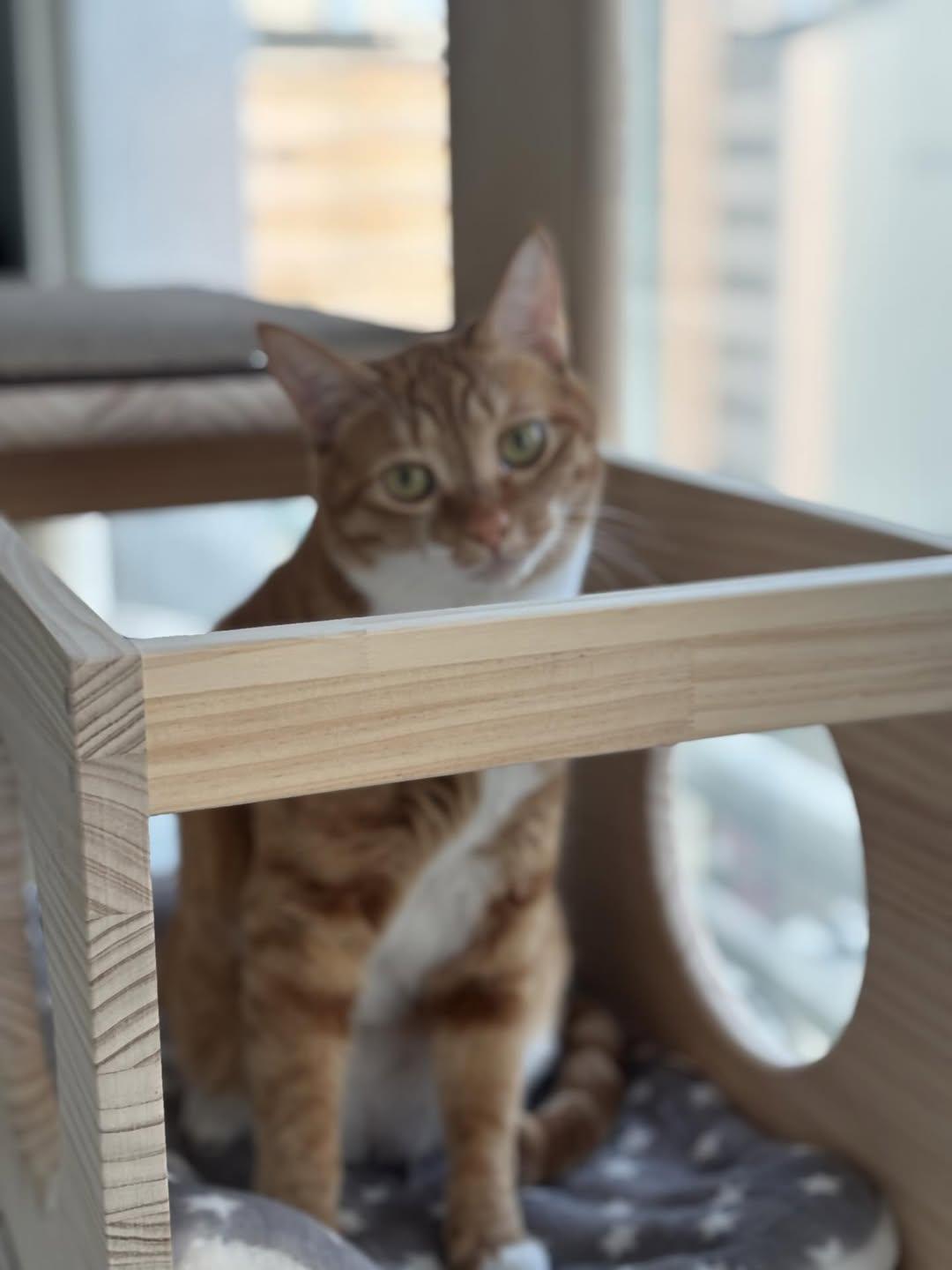 애착 캣타워를 잃었다가 다시 찾은 냥이 | 인스티즈