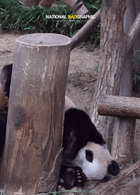 후이한테 털펀치 날리는 루이바오ㅋㅋㅋㅋㅋ | 인스티즈