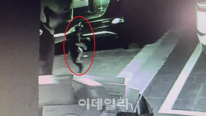 헬멧 쓴 괴한, 길고양이 집어들더니 '퍽'…끊이지 않는 동물학대 | 인스티즈