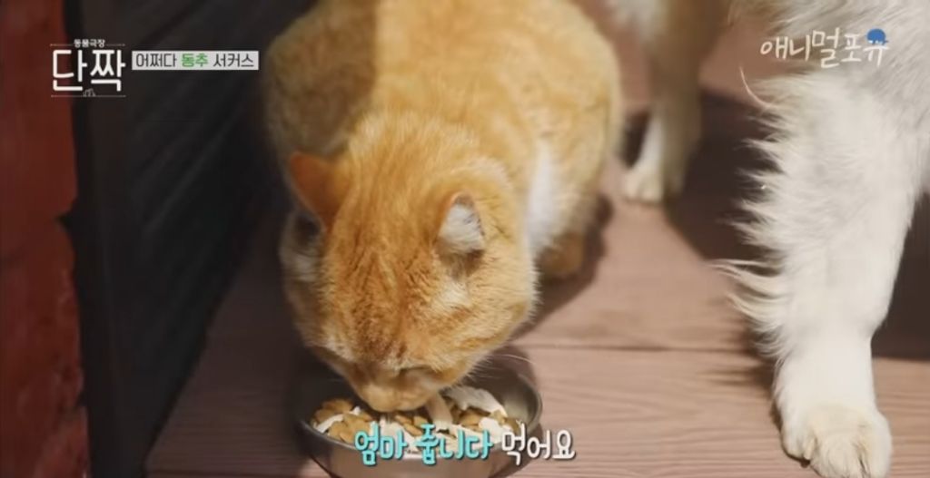 겁나 재밌게 사는 할아버지와 냥댕이들ㅋㅋㅋ.gif | 인스티즈