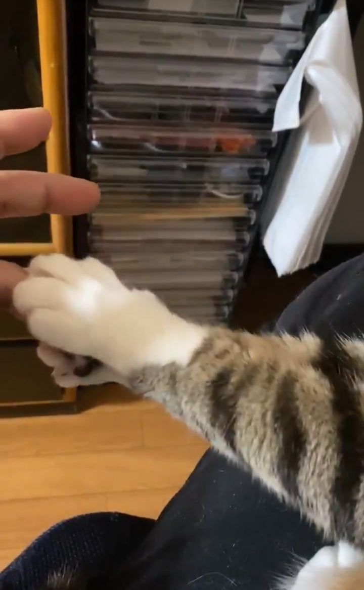 고양이 악수.twt | 인스티즈