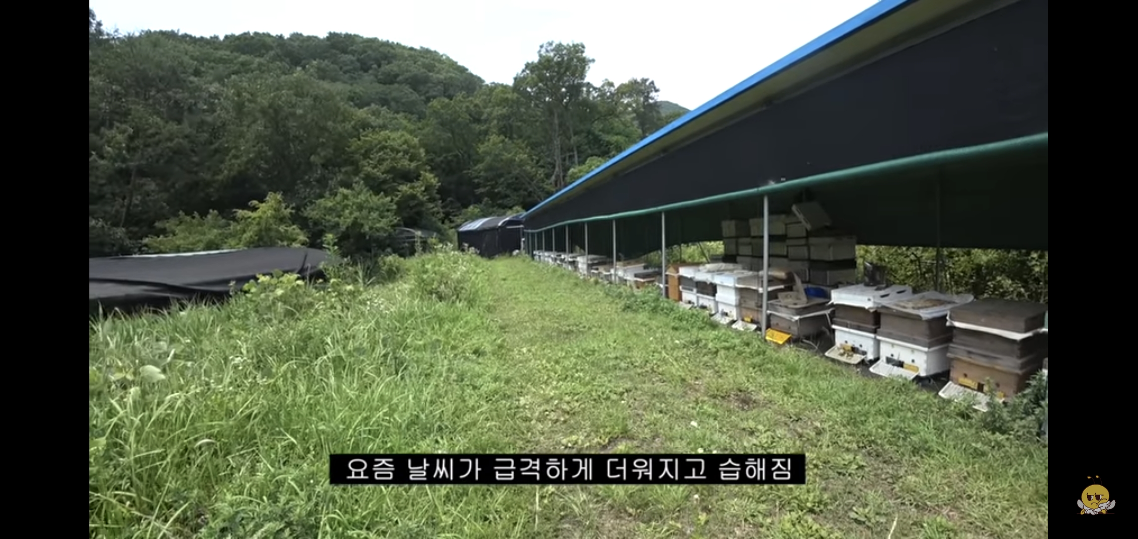 꿀벌들을 설탕에 굴려 설탕 범벅으로 만드는 유튜버.jpg | 인스티즈