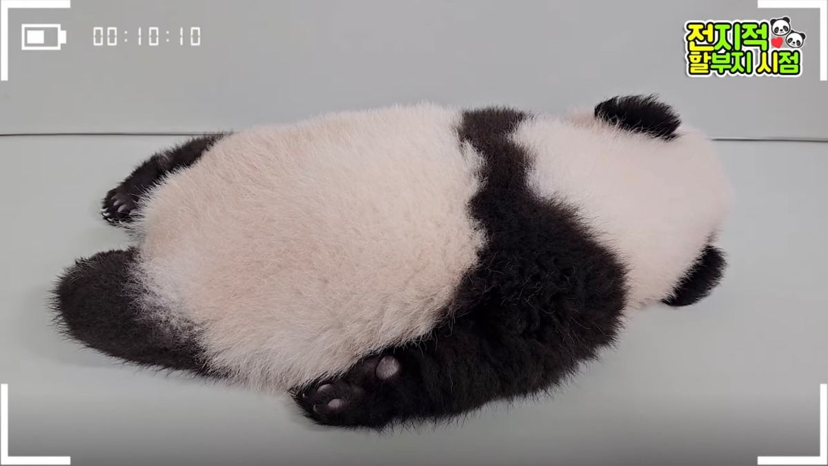 신기하게 국적(?)이 보이는 판다들 | 인스티즈