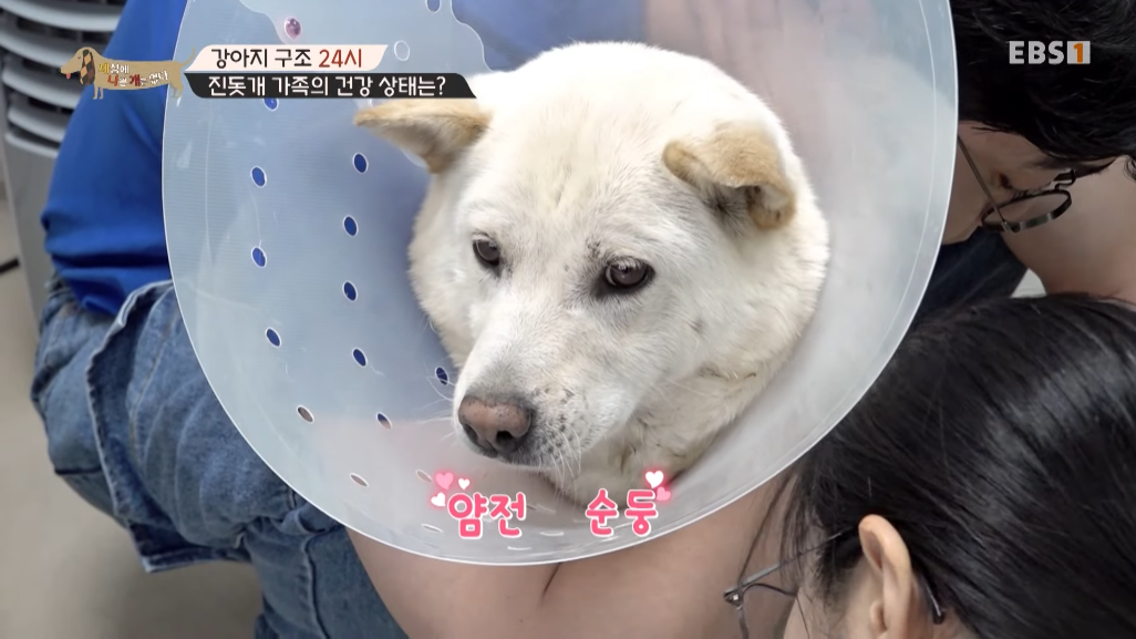 썩은물을 마시던 진돗개 가족을 입양한 배우 | 인스티즈
