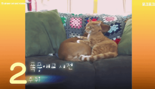 주인없을때 불안해 하는 강아지를 달래주는 고양이🥹 | 인스티즈