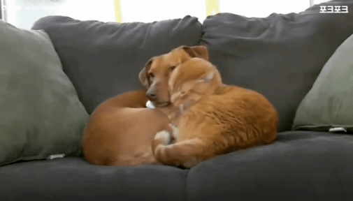 주인없을때 불안해 하는 강아지를 달래주는 고양이🥹 | 인스티즈