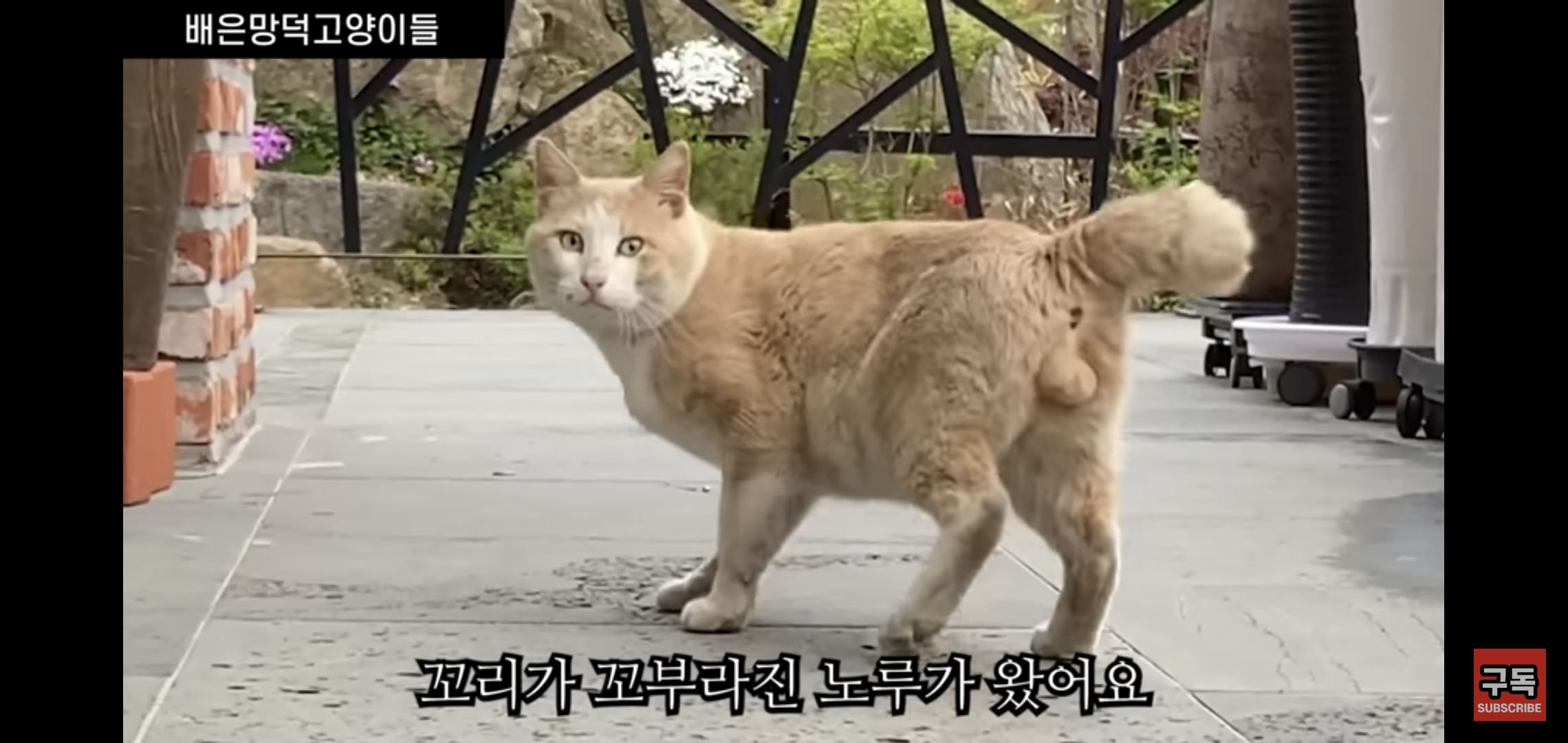 집 마당에 고양이가 나타나는 족족 다 잡아버리는 유튜버..jpg | 인스티즈