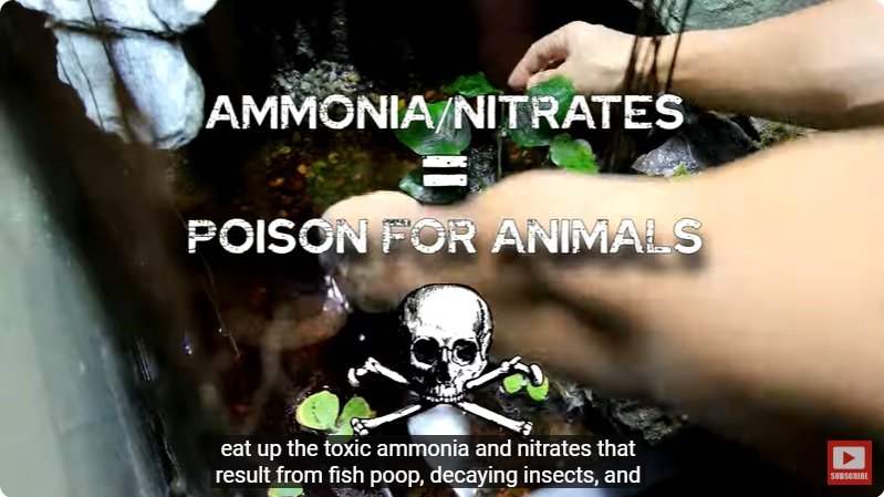 거대한 수조에 열대우림 환경을 조성해놓으면 생기는 일 - 4 | 인스티즈