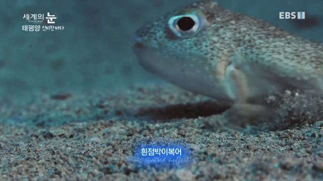 정말 흥미로운 과학자들이 12년만에 밝혀낸 바다속 신비한 문양의 비밀.jpgif | 인스티즈