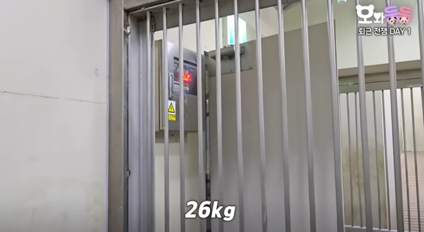 후이바오한텐 루이보다 분유양 적게준다는 송바오 ㅋㅋㅋ | 인스티즈