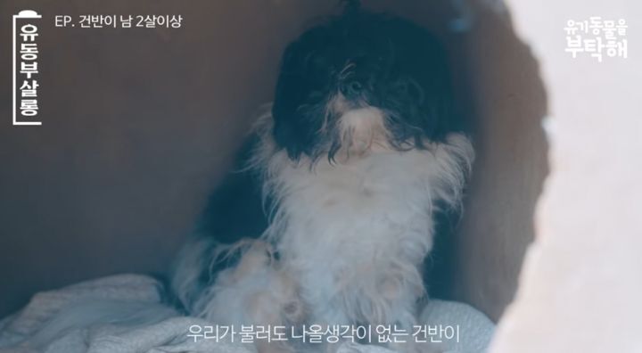 강쥐 건반이의 미용 전/후.jpg | 인스티즈