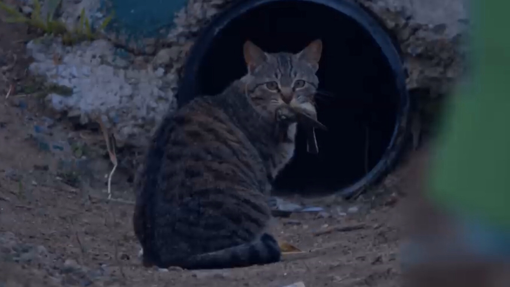 고양이가 자연생태계에 끼치는 심각한 영향(새 사체사진있음) | 인스티즈