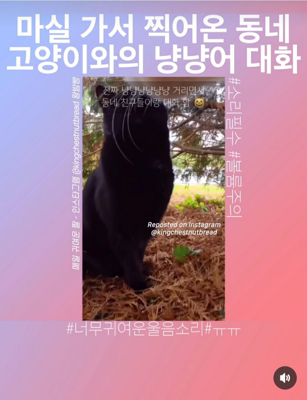 너무 귀여워서 안보면 후회하는 "마실나가서 친구들과 대화하는 고영이" | 인스티즈