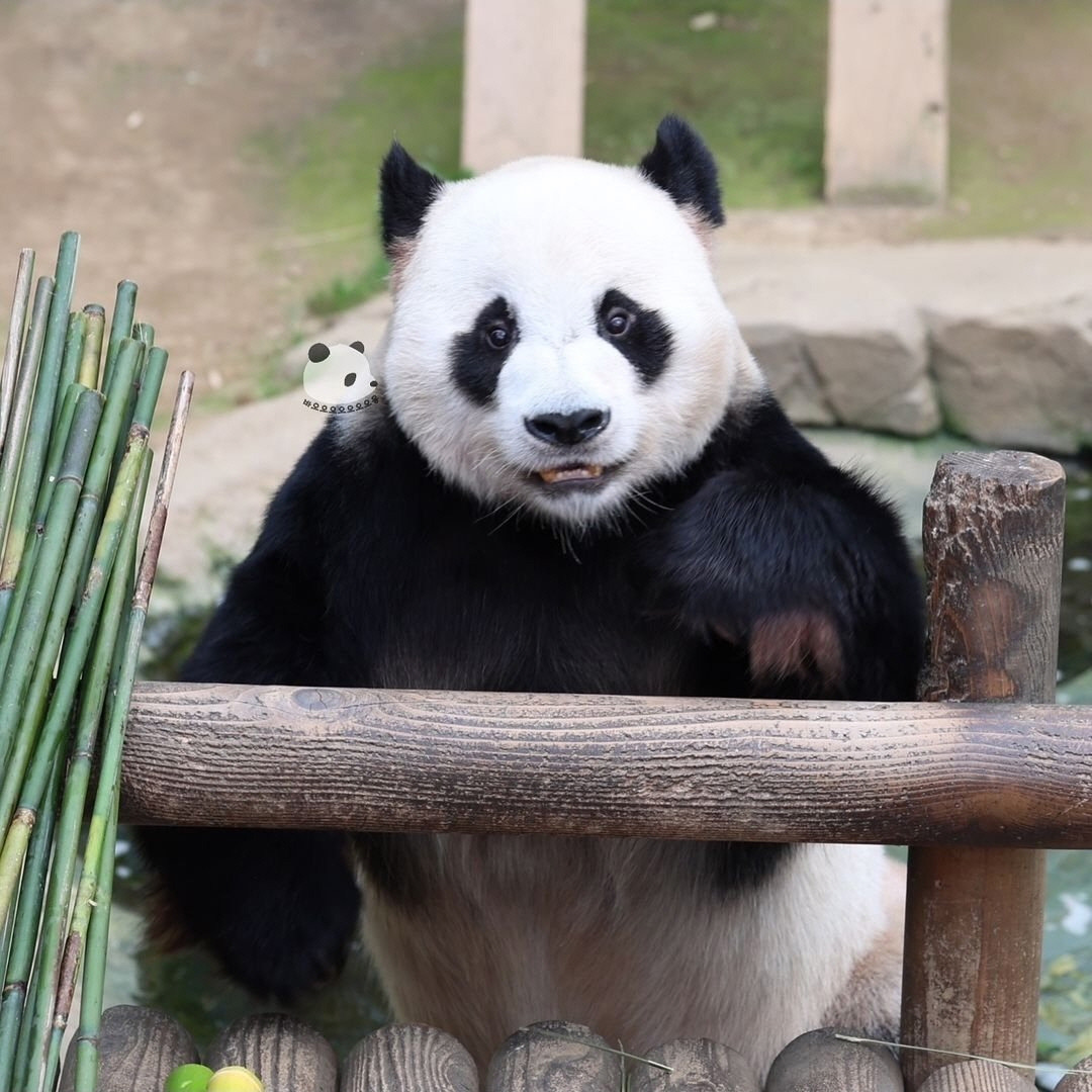 러심후난 (러바오 심은 데 후이바오 난다)🐼 | 인스티즈