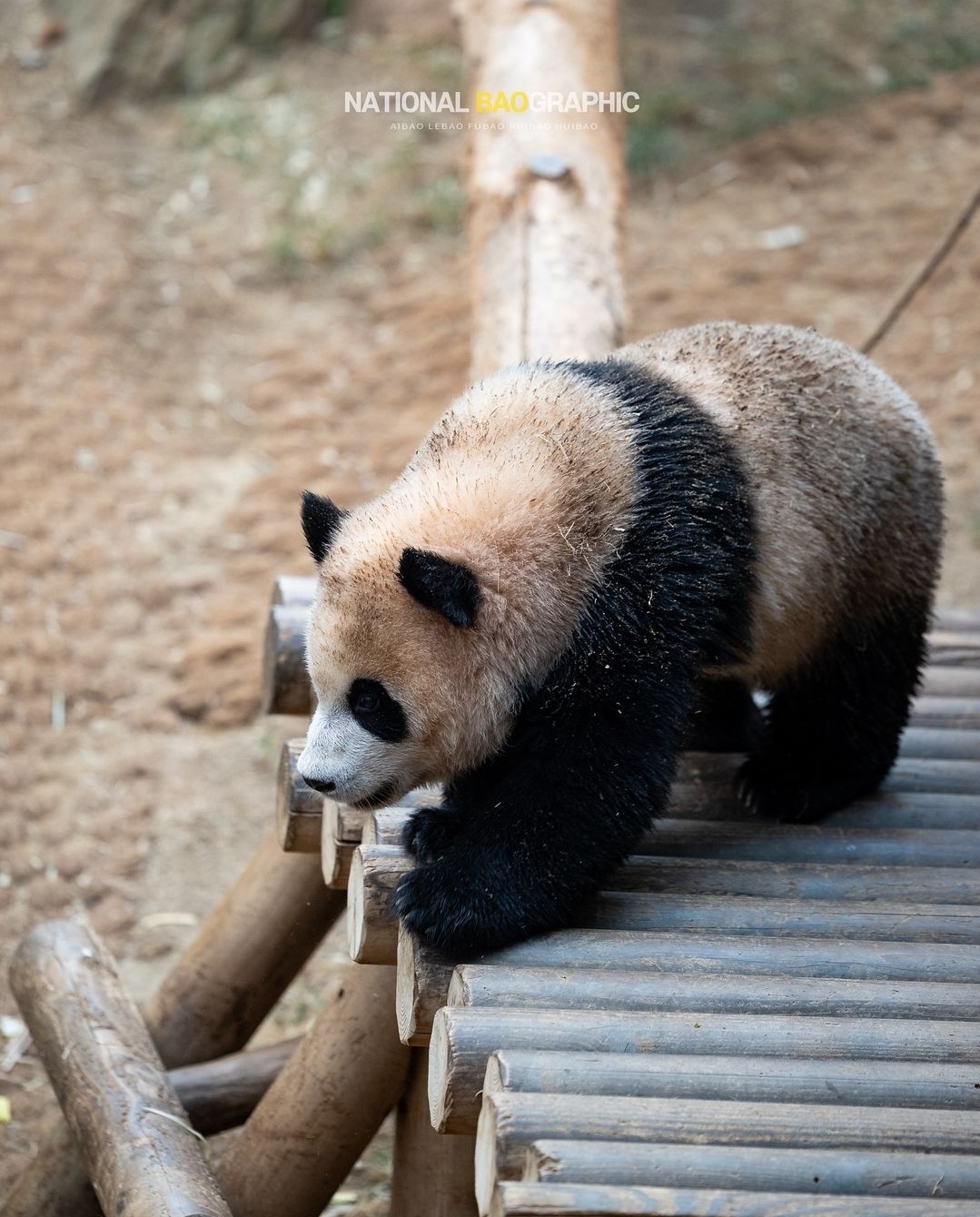태어나서 첫 물놀이 체험중인 후이바오 루이바오 | 인스티즈