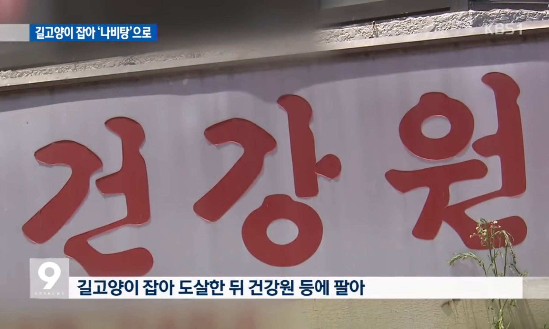미신을 믿는 일부 한국인때문에 희생되는 동물 | 인스티즈