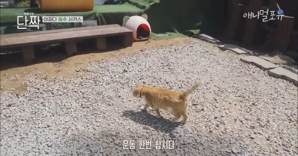 겁나 재밌게 사는 할아버지와 냥댕이들ㅋㅋㅋ.gif | 인스티즈