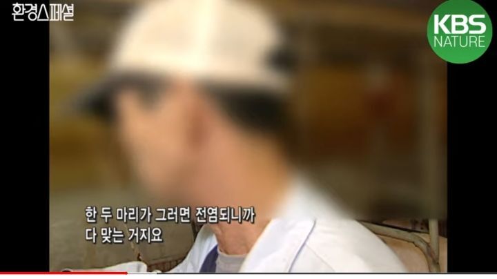 태어나자마자 바쁜 아기 돼지 (혐오주의) | 인스티즈