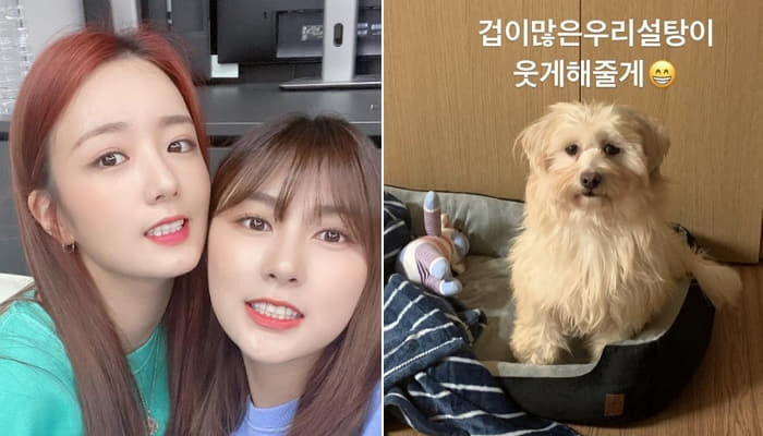 펫샵 NO! 유기견 입양한 연예인들 | 인스티즈