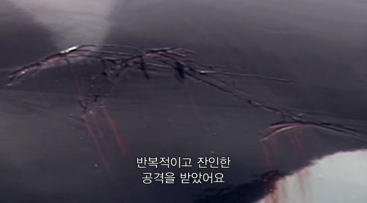 어느날 소방서에 고래가 조련사를 잡아 먹었다는 신고가 들어왔다 .jpg (스압주의) | 인스티즈