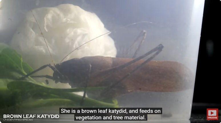 거대한 수조에 열대우림 환경을 조성해놓으면 생기는 일 - 2 | 인스티즈