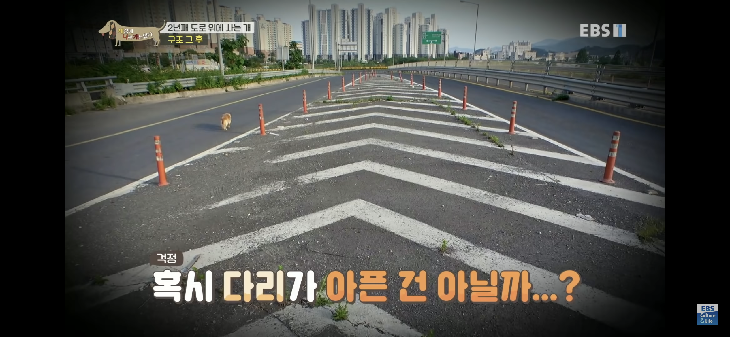 2년동안 도로 위에서 위험하게 생활했던 유기견 마루 | 인스티즈