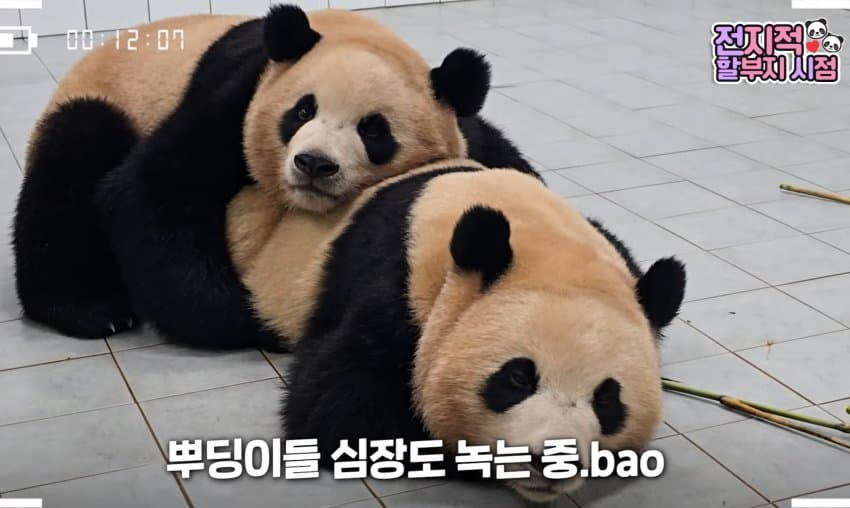 서로 알콩달콩 사이좋은 루이 후이바오 🐼 | 인스티즈