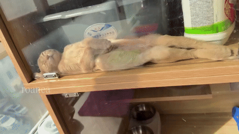 나 고양이 이렇게 자는 거 ㄹㅇ 처음 봤음ㅋㅋㅋㅋㅋ | 인스티즈