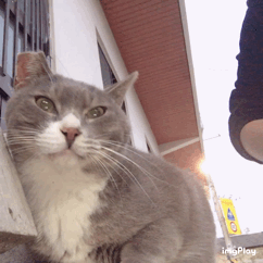 나 약간 피리부는 사나이...?🐈🐈🐈 | 인스티즈